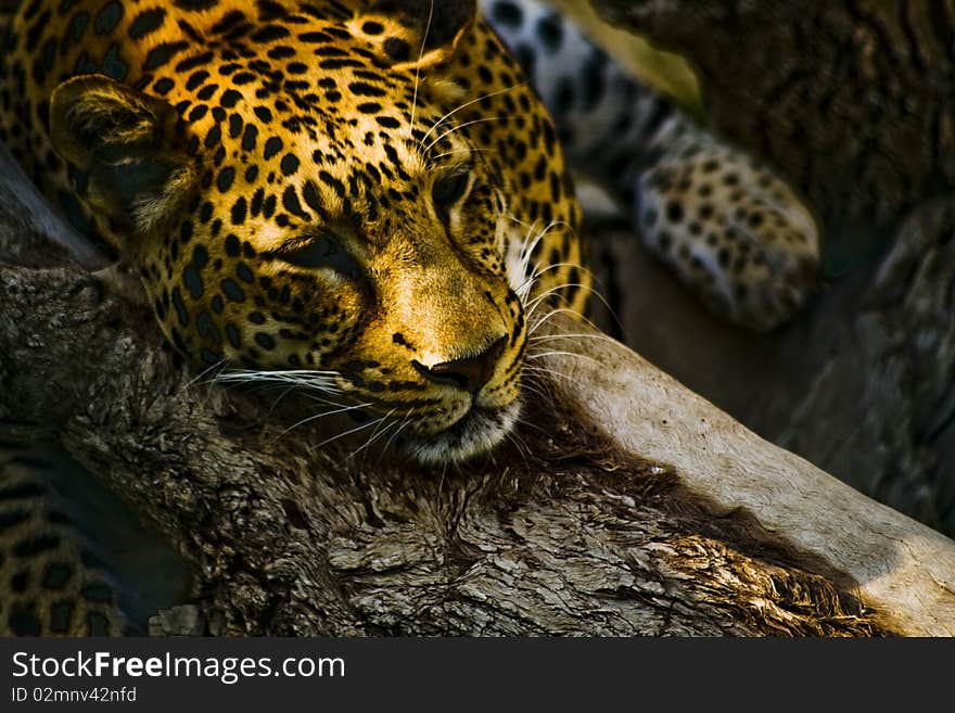 Leopard called Rosetta resting in kuwait zoo.