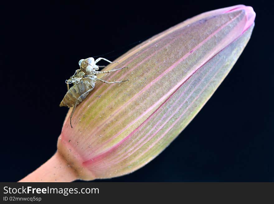 Skin of cicada on dark background image. Skin of cicada on dark background image.