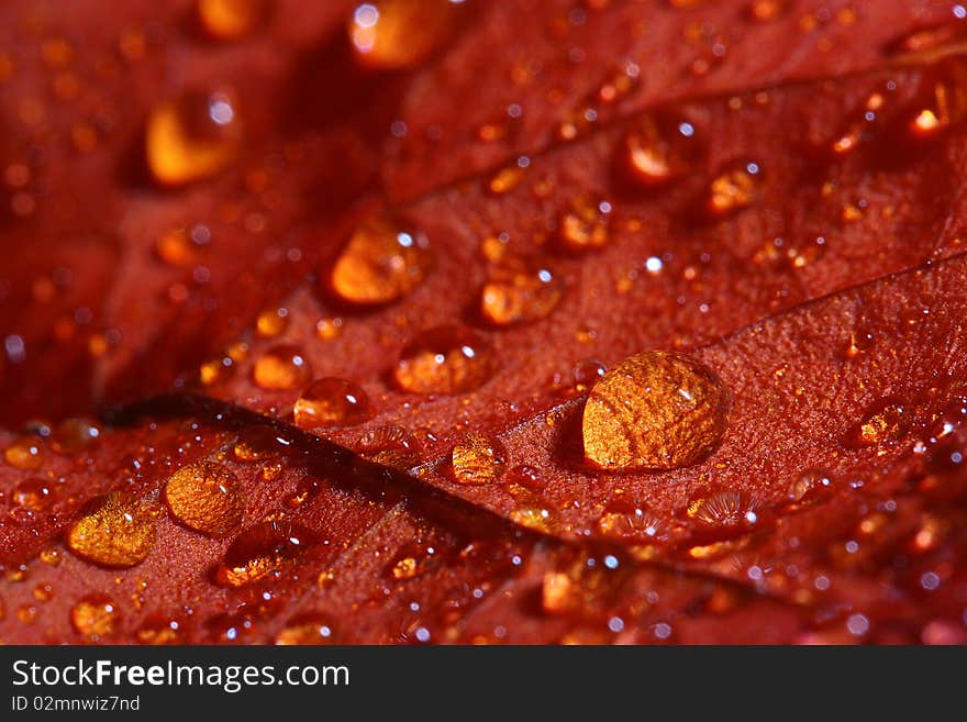 Red petals with water drops close up.