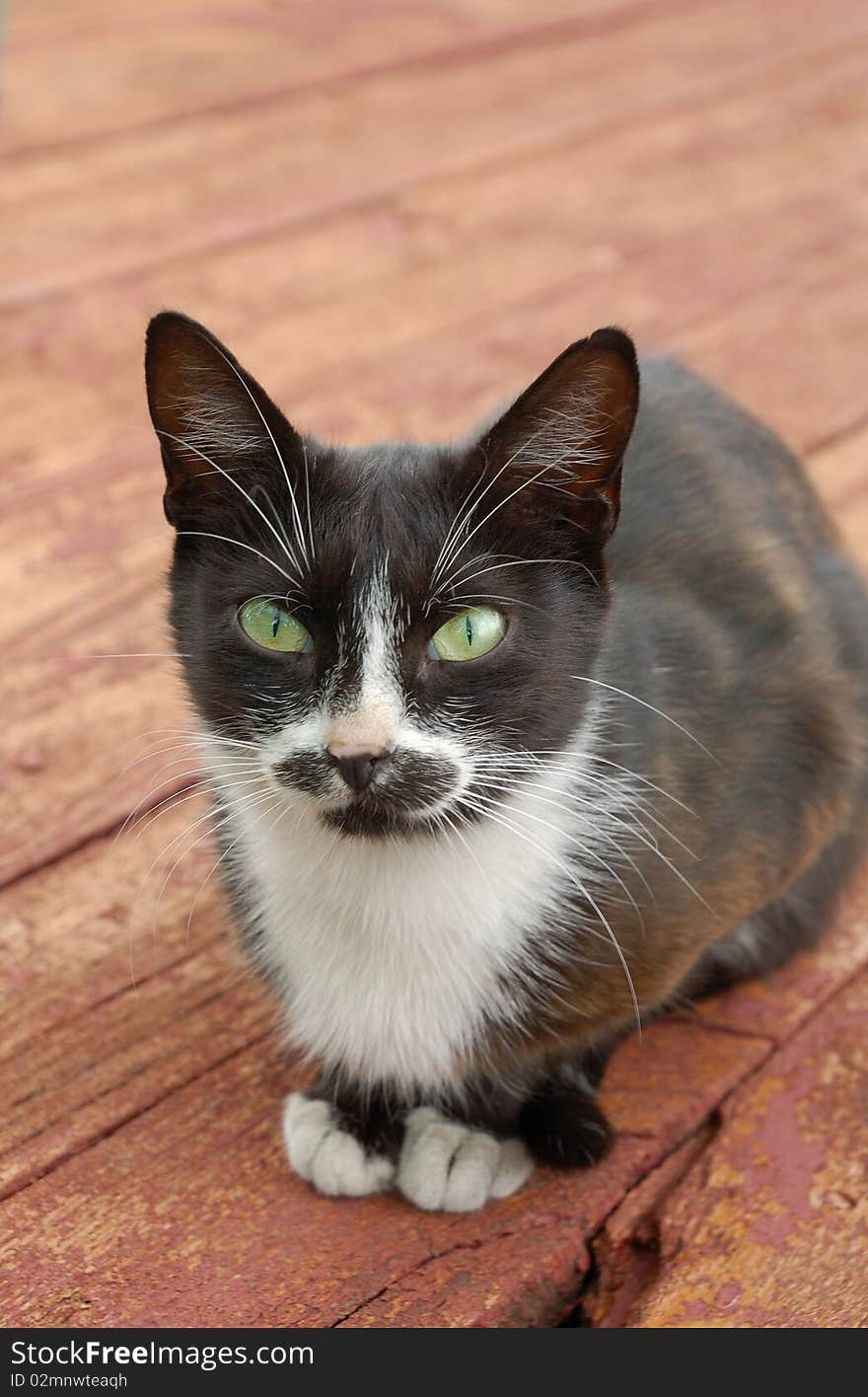 Black and white cat on old red wooden floor. Black and white cat on old red wooden floor