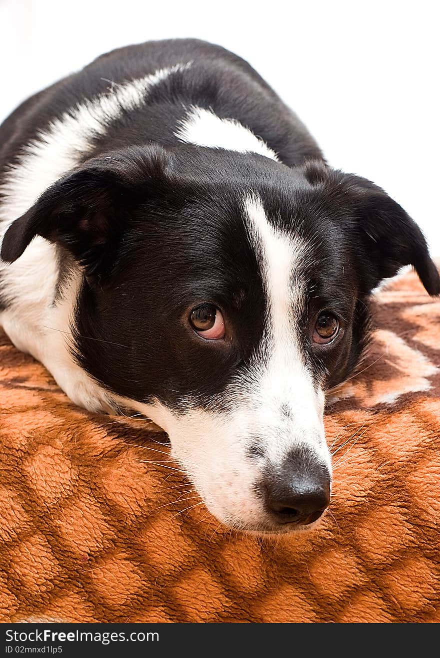 Border collie in front of a white background