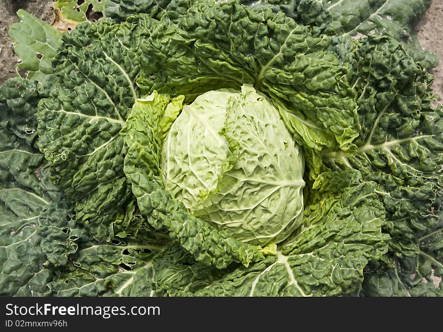 Green new savoy cabbage grow on field