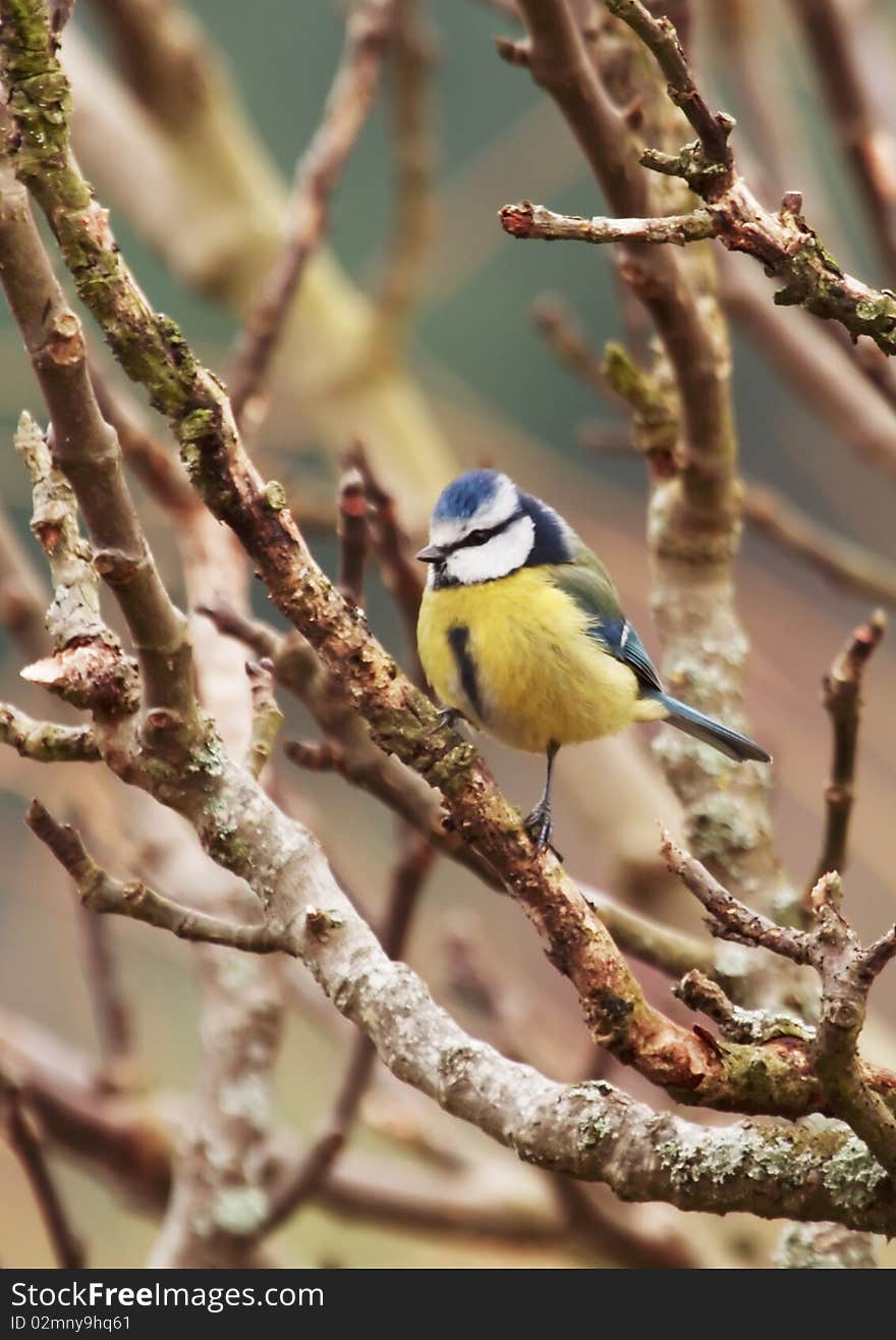 Blue tit perched on branch, portrait orientation