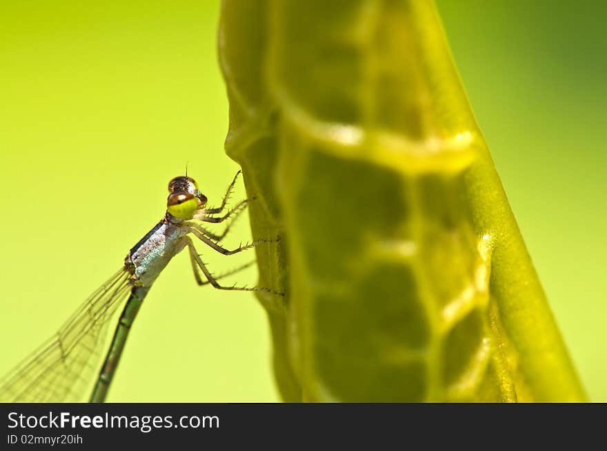 Extreme close up shot of Dragon fly. Extreme close up shot of Dragon fly.