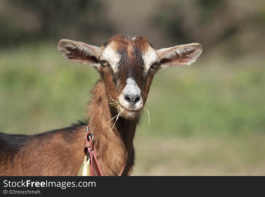 Iberian goat looking at camera