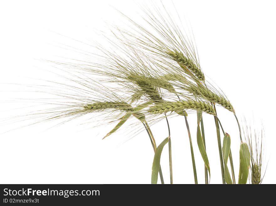 Unripe green rye on white background