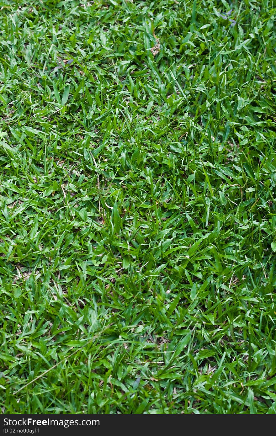 Green grass in the garden. Green grass in the garden