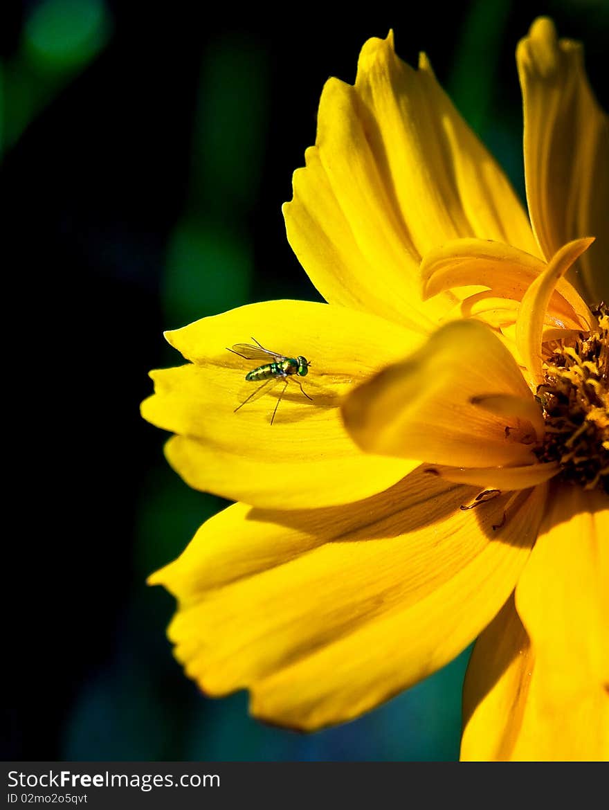 Yellow Flower With A Fly