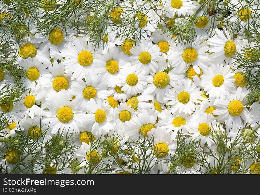 Camomile