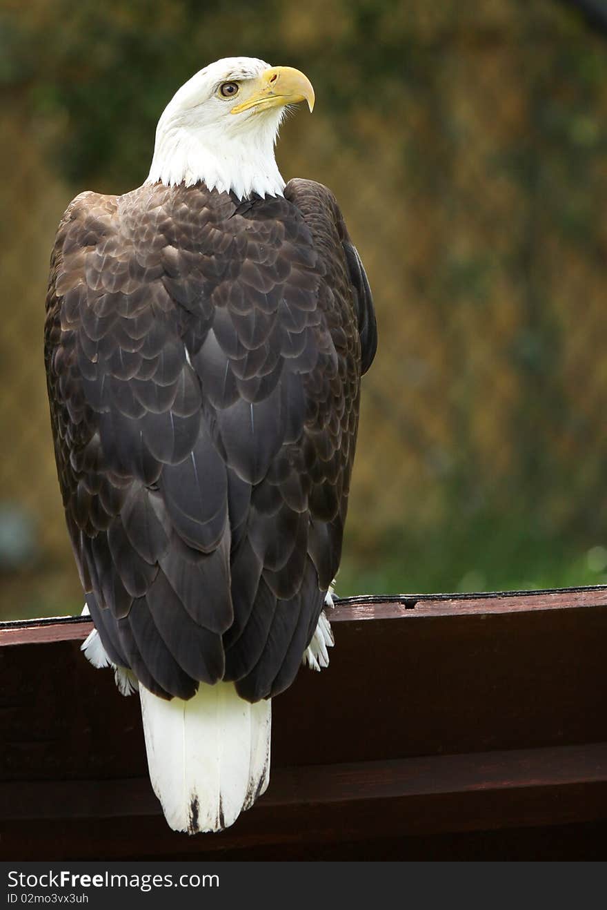 Portrait of American Bald Eagle