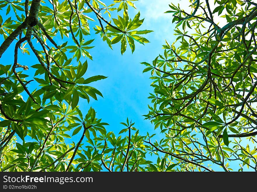 The photograph under the tree in date bright sky. The photograph under the tree in date bright sky