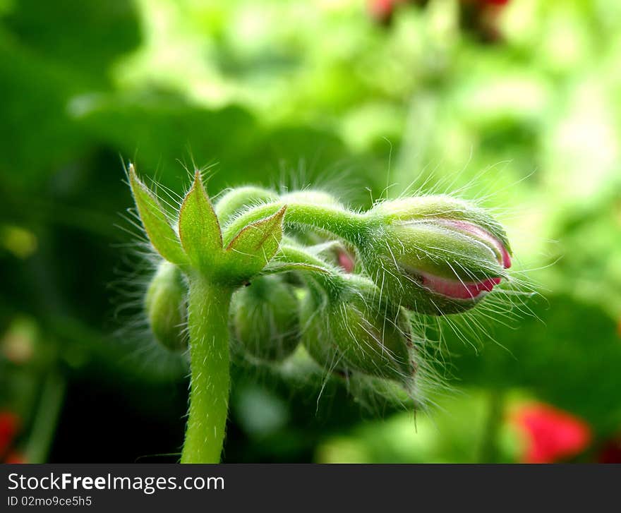 View of the small furry buds