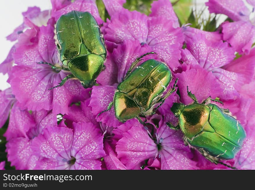 Green bugs on pink flowers