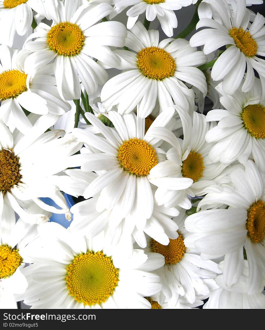 Close-up of blossoming daisies