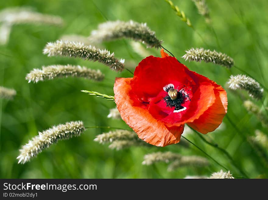 Poppies in the sunny side.