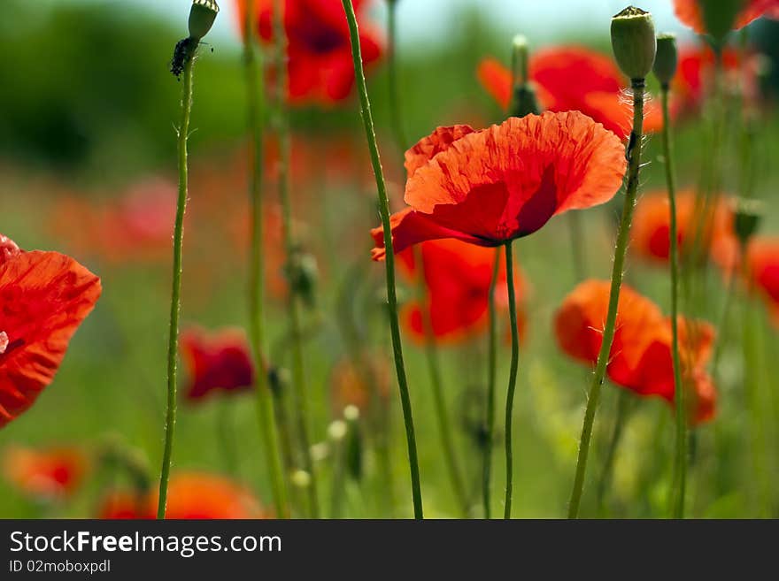 Poppies