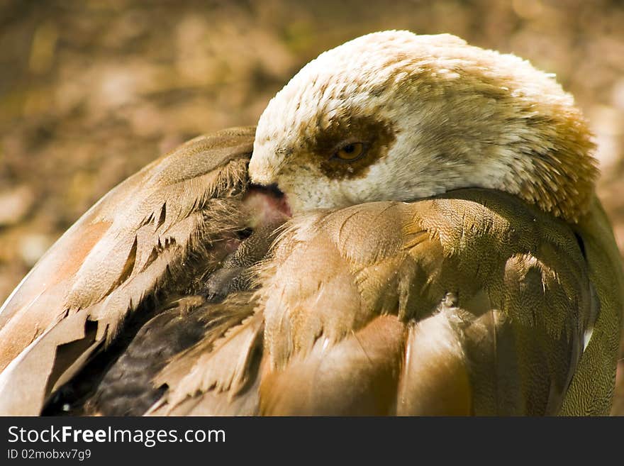 Wild Duck hiding his head under its wing.