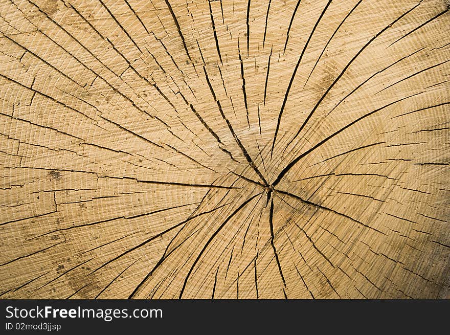 Cut down tree reveiling lines of its life. Cut down tree reveiling lines of its life