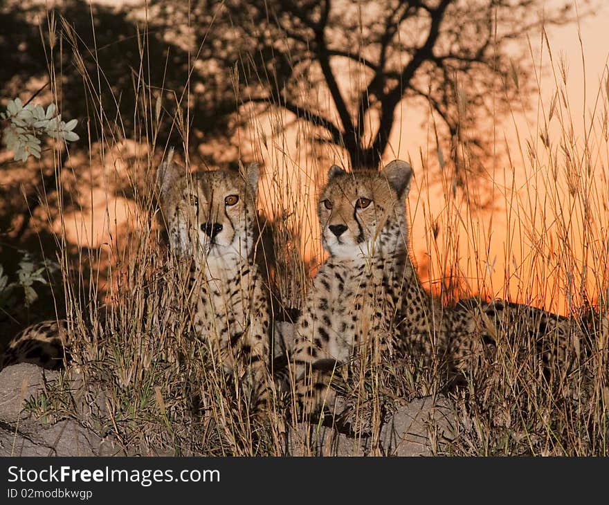 Cheetahs at Sunrise