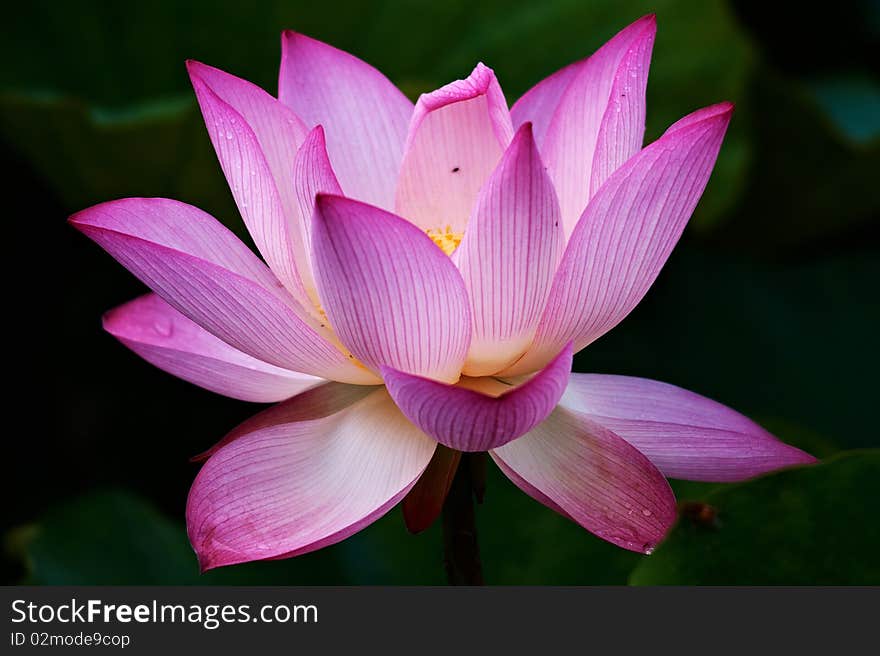 Summer inside pond most beautiful flower. Summer inside pond most beautiful flower