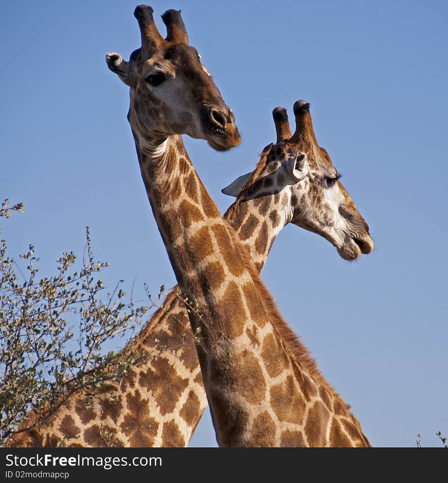 Intertwined Giraffes in Kruger Park, South Africa