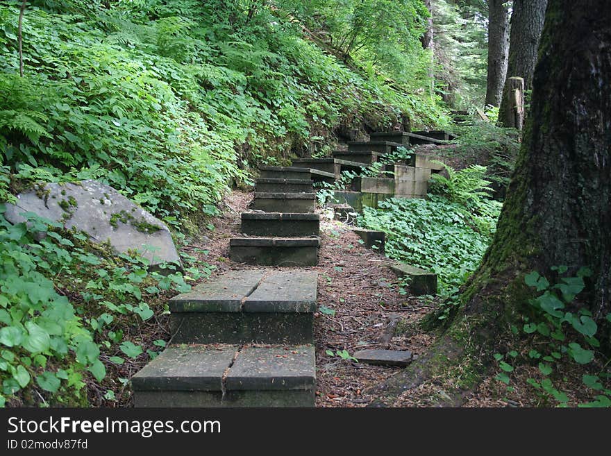 Boardwalk trail in the woods of Southeastern Alaska. Boardwalk trail in the woods of Southeastern Alaska.