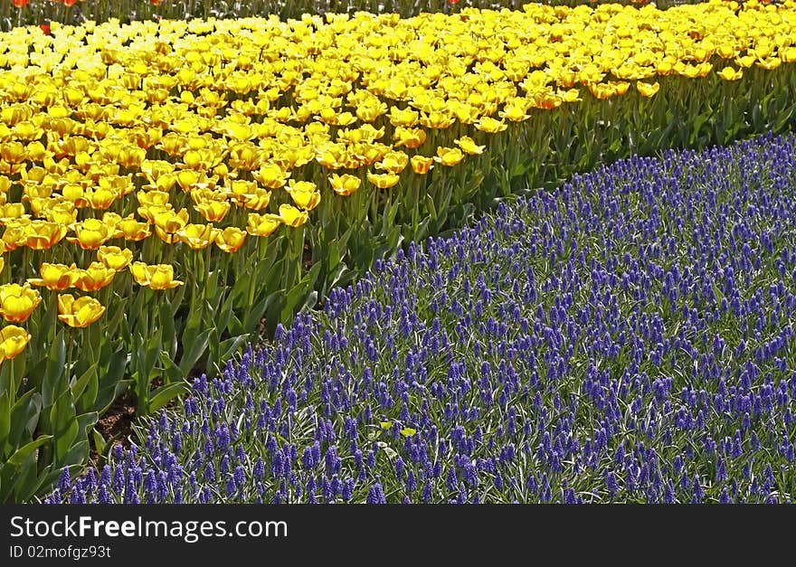 Grape hyacinth, Flowerbed with Muscari armeniacum