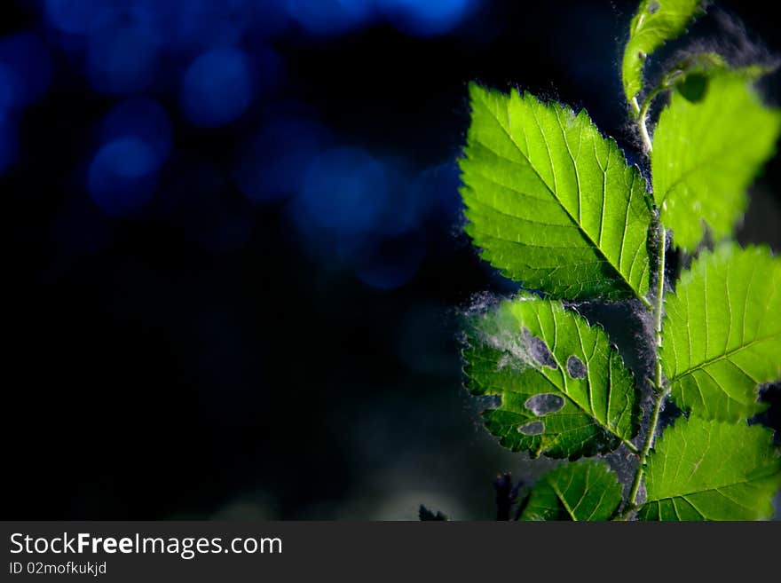 Tree branch detail in night scene