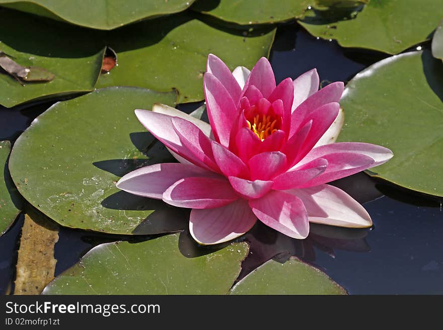 Nymphaea-Hybrid, Water-Lily