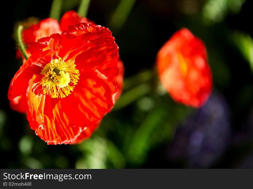 Red poppy flower