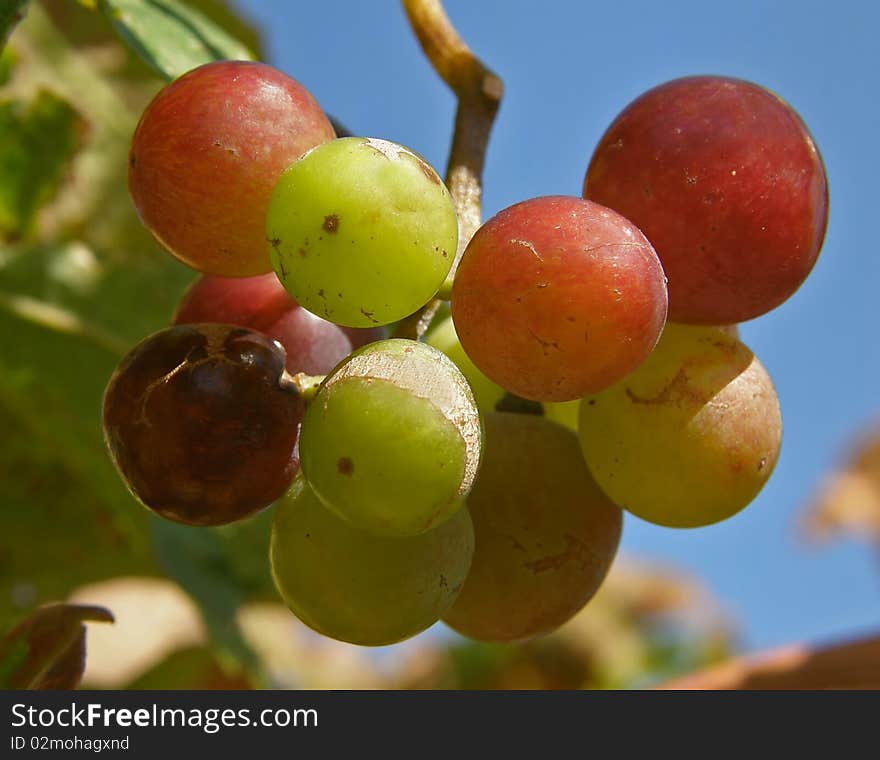 Fruits of grapes in different colors