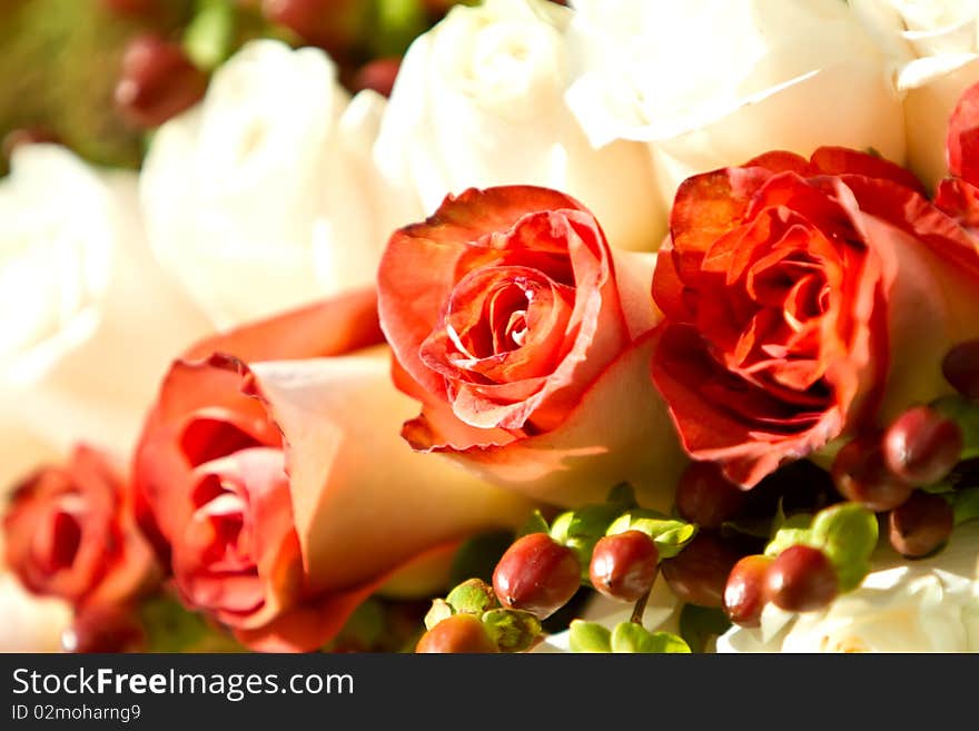 Red And White Roses