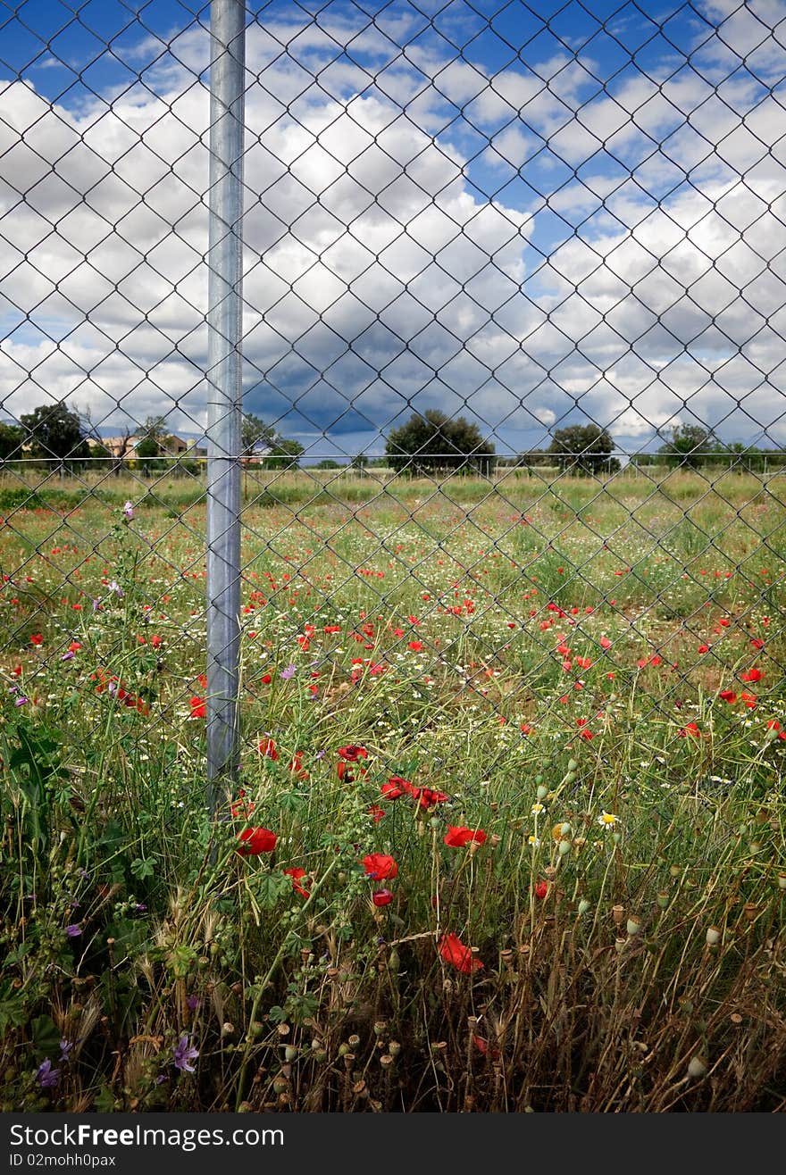 image of flield of roses and metal fence. image of flield of roses and metal fence