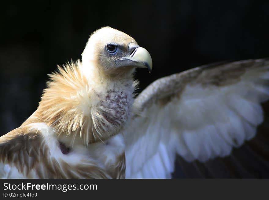 A bird is hunting outdoor for small animal