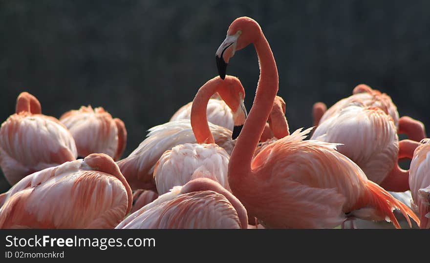 A group of flamingo in summer on a small lake. A group of flamingo in summer on a small lake