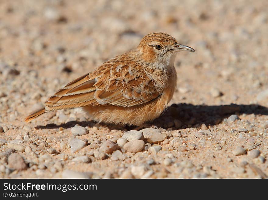 Spike-Heeled Lark