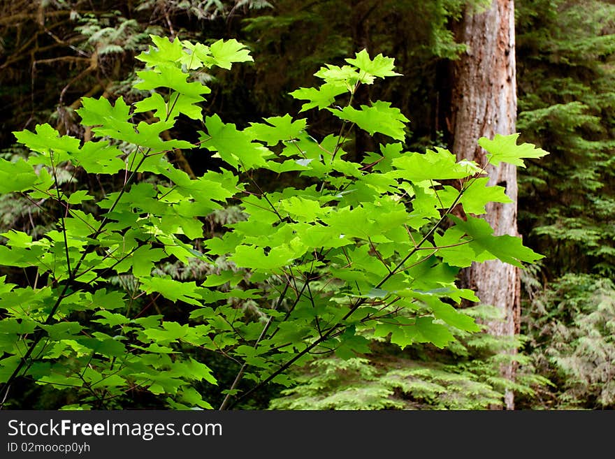 Green plants in Oregon wilderness. Green plants in Oregon wilderness