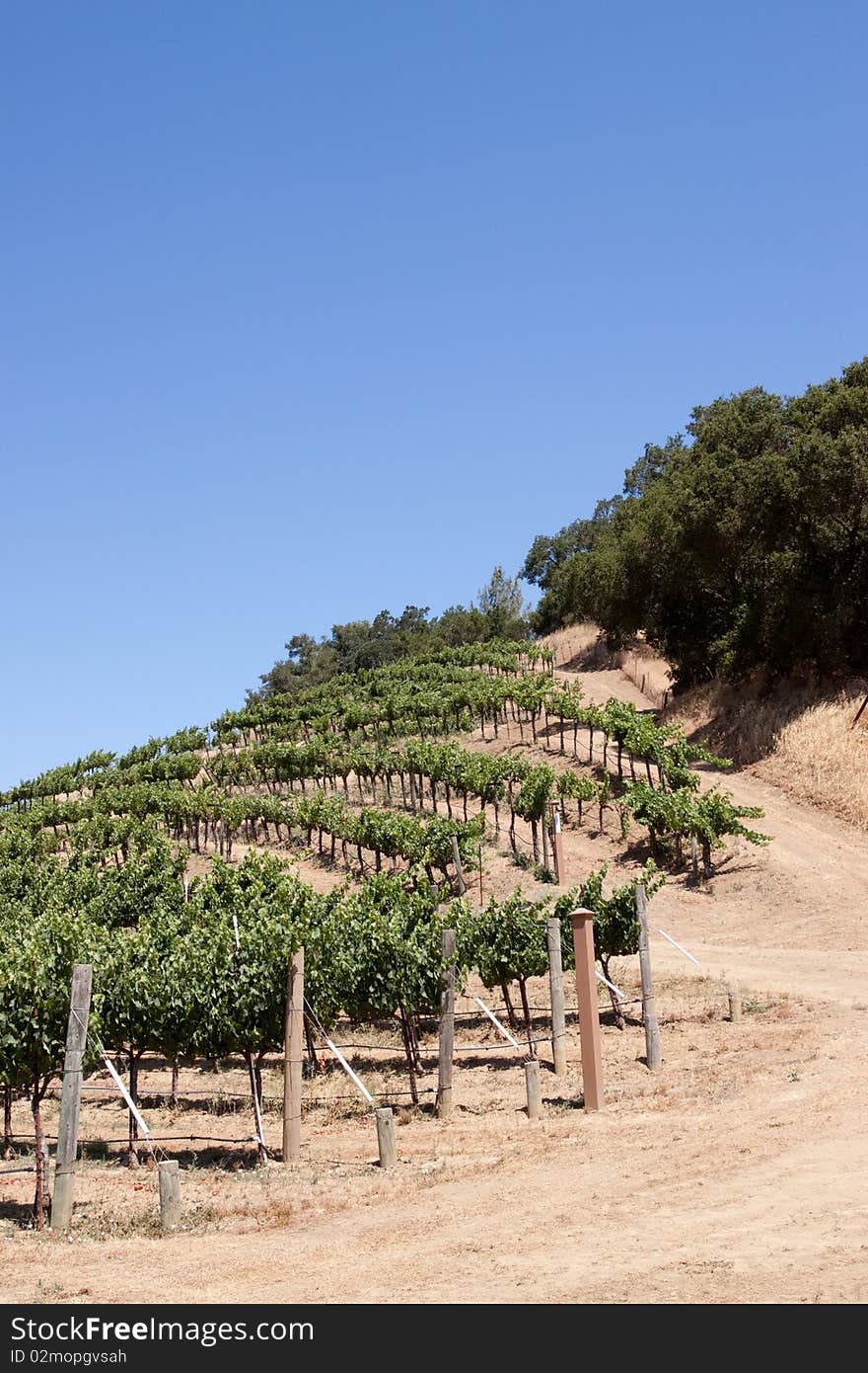 Scenic view of a Napa Valley vineyard