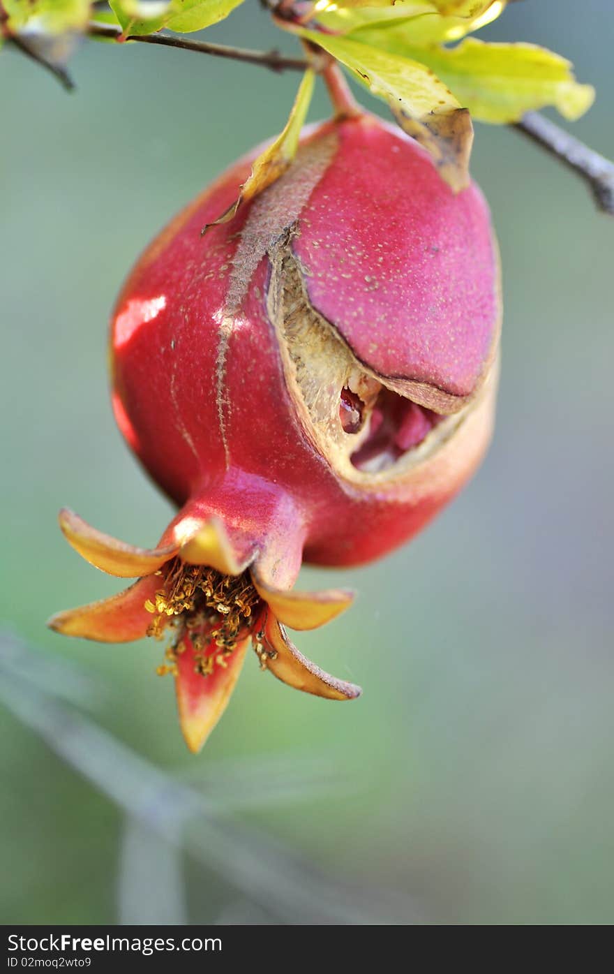 Pomegrante