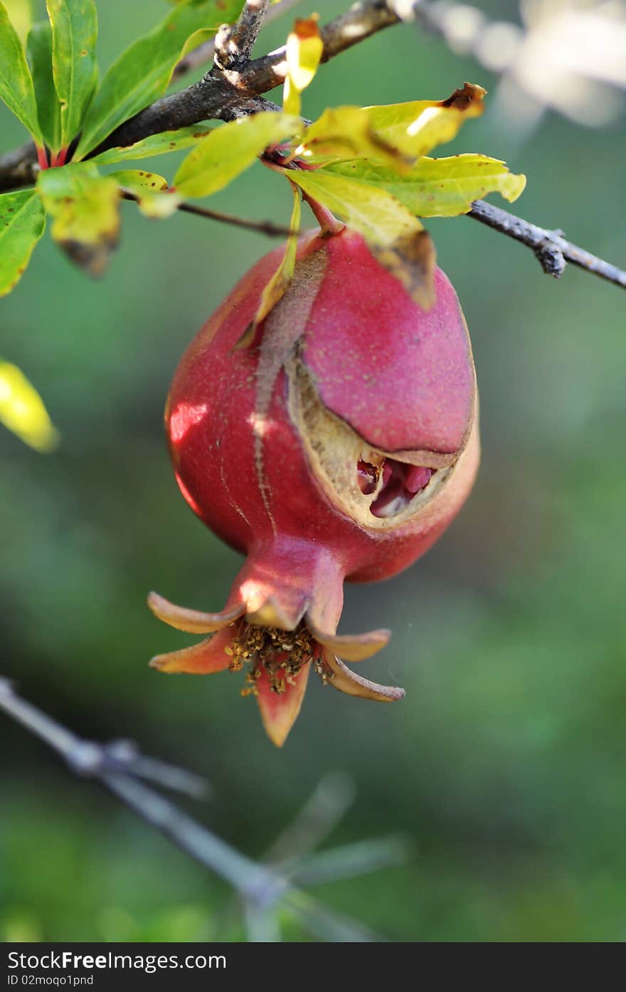 Pomegrante