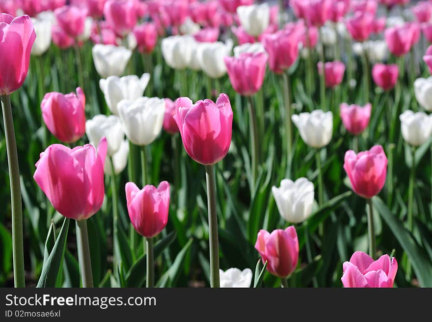 Beautiful tulips. Best for background