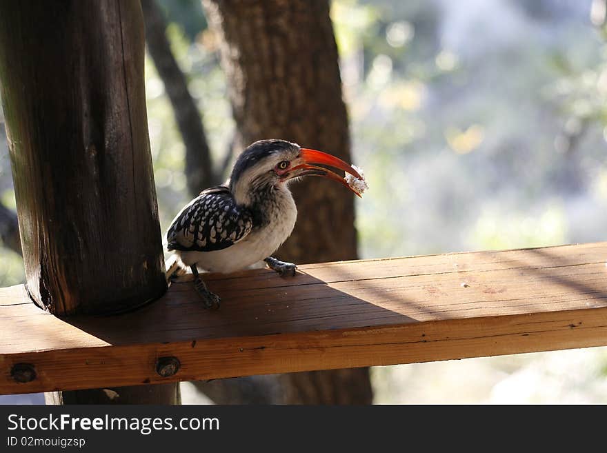 Hungry African Hornbill