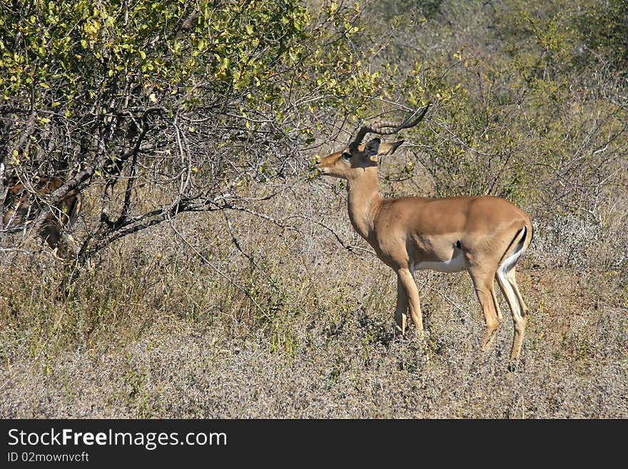 African Impala