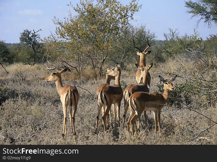 Impala herd