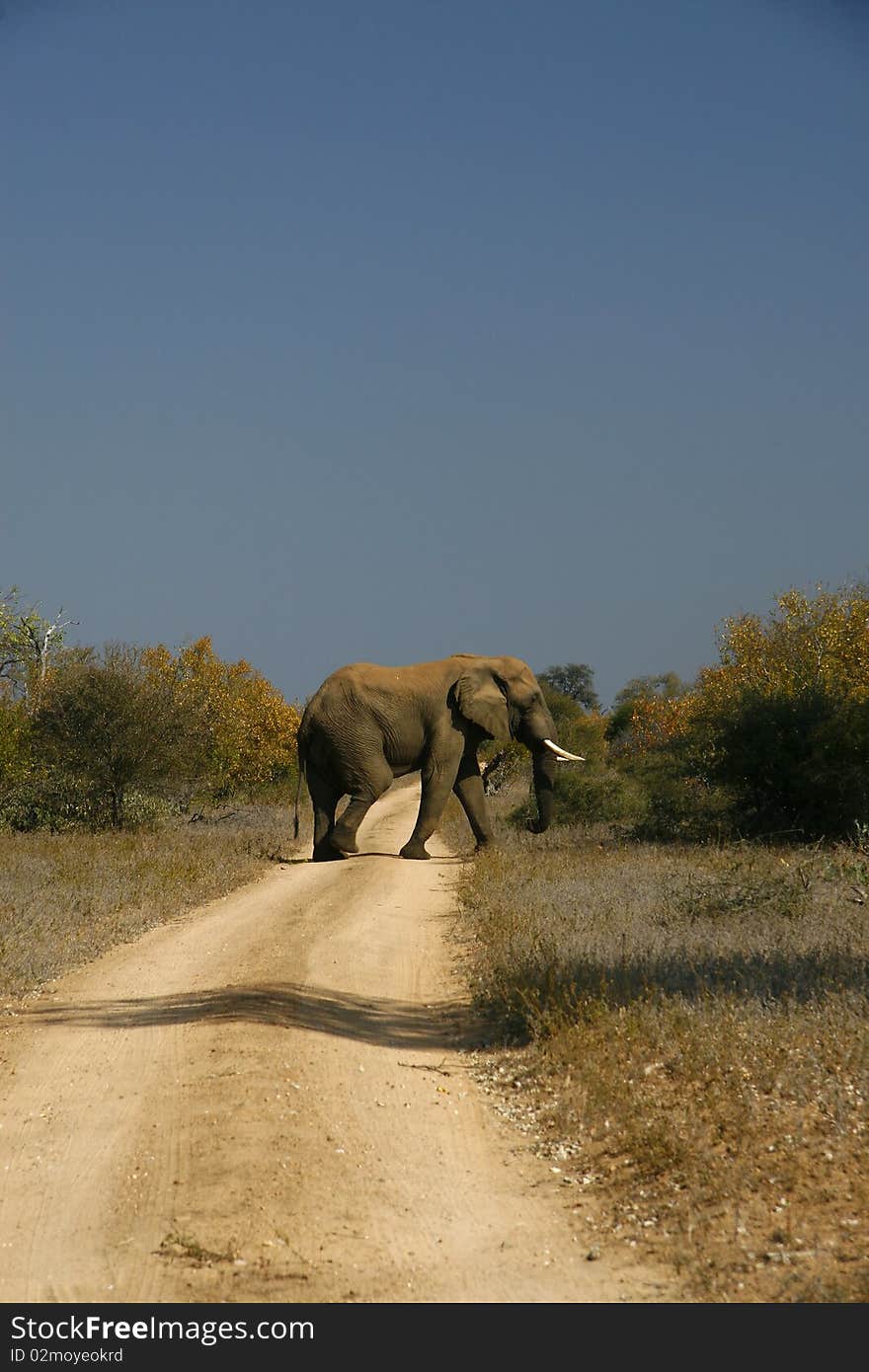 Elephand Crossing