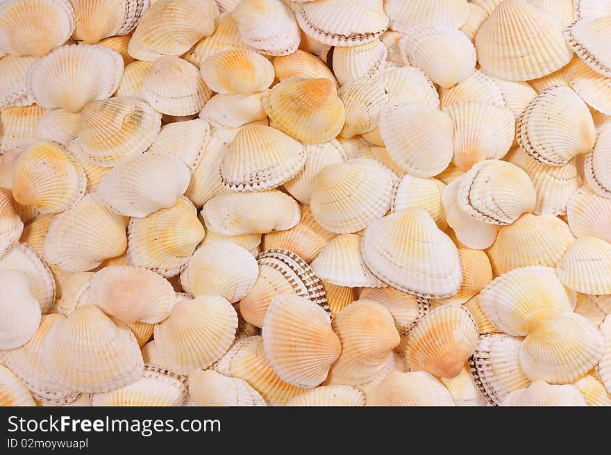 Background of similar sea cockleshells