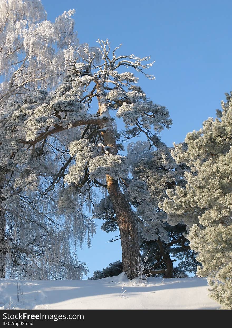 Trees in hoarfrost on a background of the blue sky. Trees in hoarfrost on a background of the blue sky