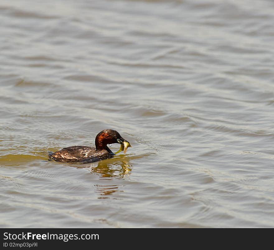 Little Grebe catches a fish