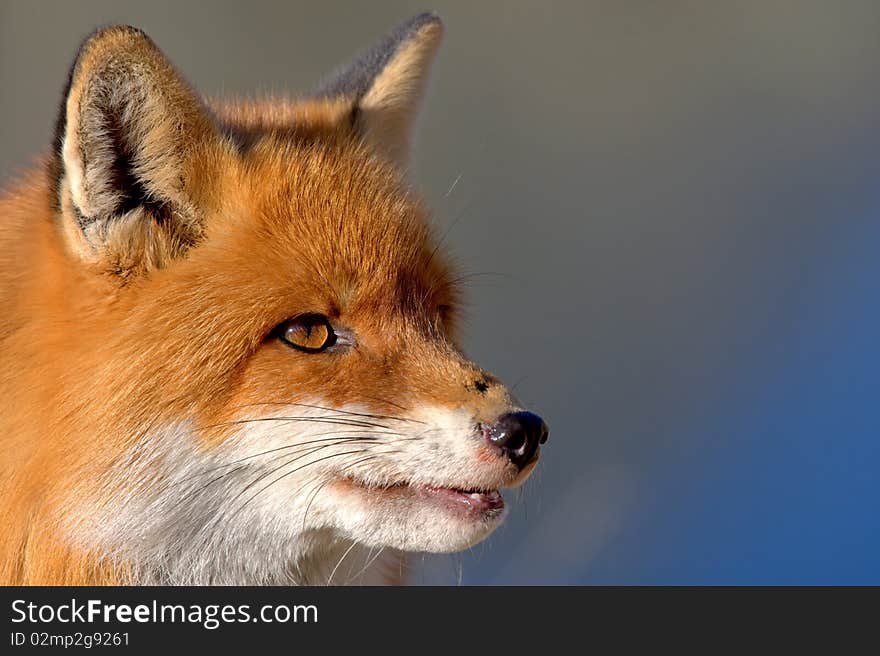 Fox