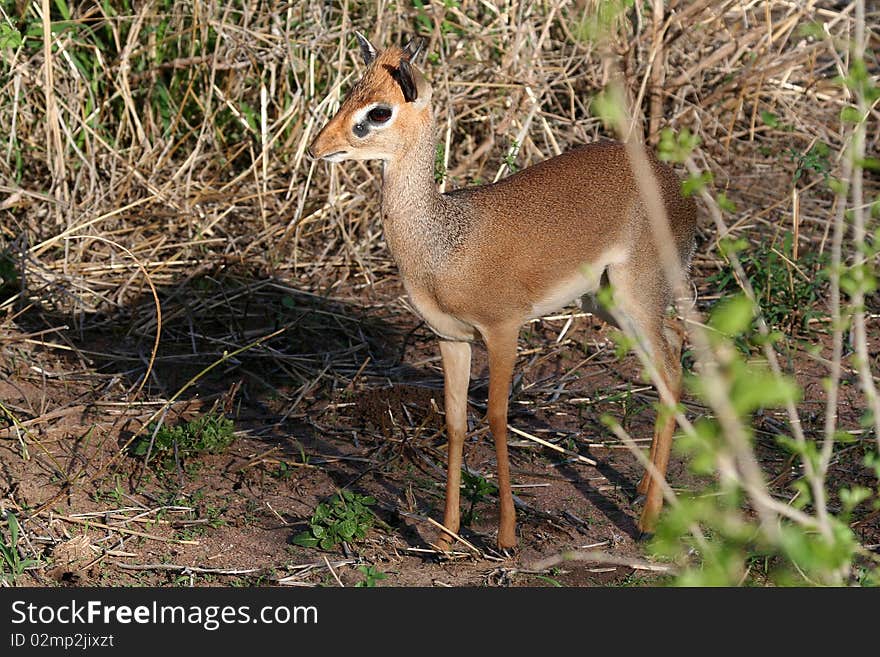 Dikdik hiding in scrub, Tanzania